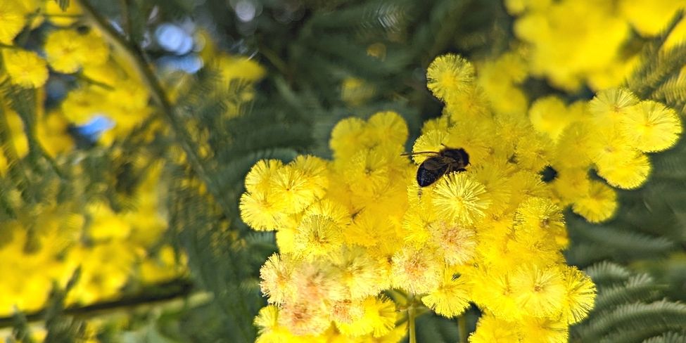 randonnée mimosa