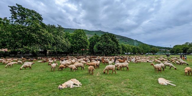 Transhumance de Saint-Vallier-de-thiey