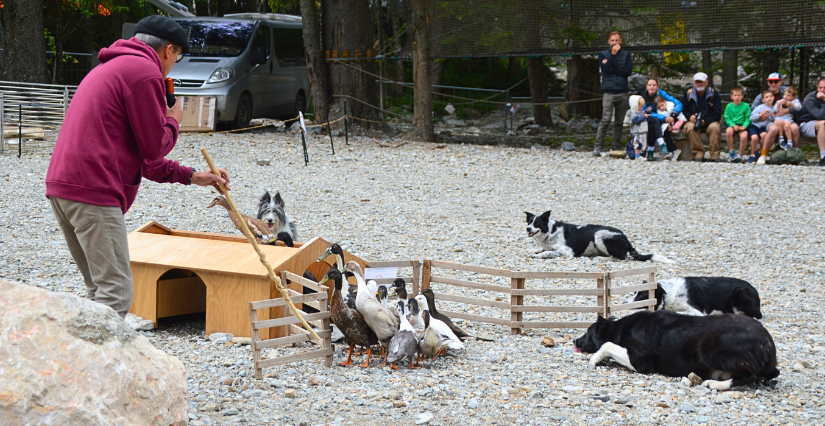 spectacle berger chiens de berger oies