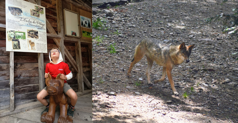 rencontre avec les loups du Parc Alpha