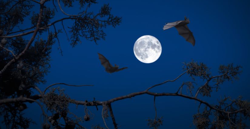 Nuit de la chauve souris dans le Var et Alpes-Maritimes