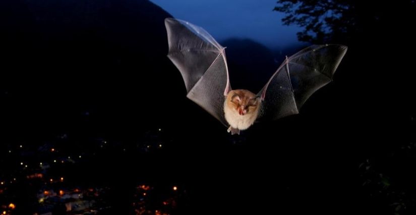 Nuit de la chauve souris en famille