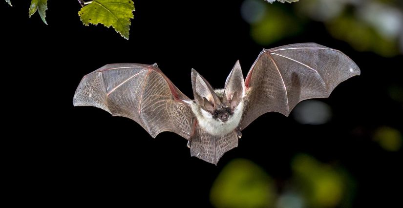 Nuit de la Chauve-souris 2025 dans les Alpes-Maritimes et le Var : dates, lieux et animations pour les familles