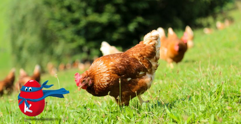 La ferme d'idefix Pâques