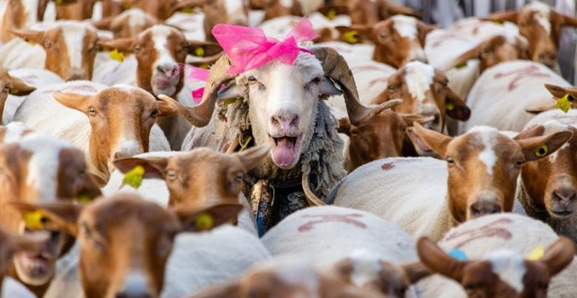 Fête de la Transhumance Castellane
