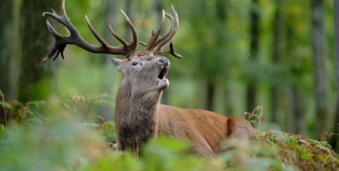 le brame du cerf
