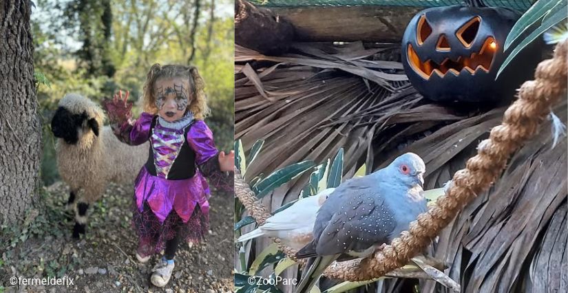 halloween avec les animaux