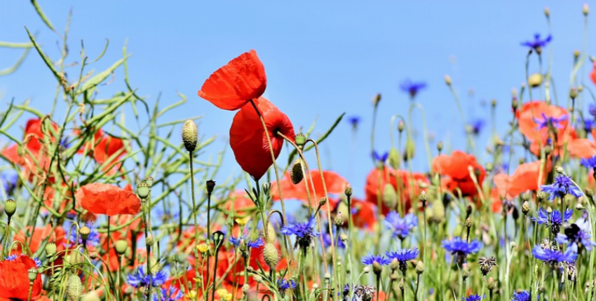 Guerilla jardinière : fabriquez des bombes à graines !