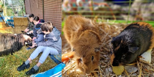 Ateliers et anniversaires à la mini-ferme Libr'Equi à Mouans-sartoux