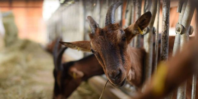 Rouverture de la chévrerie de Valbonne !