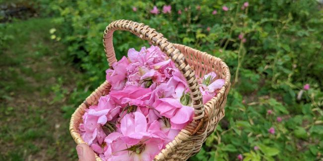 Cueillez la rose de Mai et confectionnez votre sucre, atelier dès 3 ans | Peymeinade