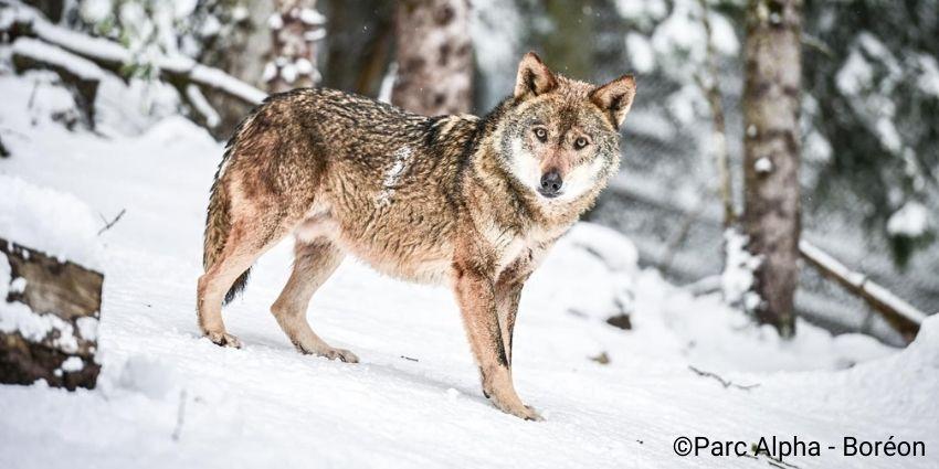 parc alpha vacances Découvrez les loups du Parc Alpha au cœur de la montagne