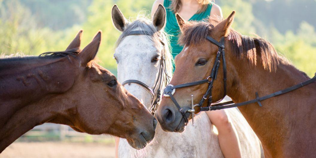 Stage équitation & balade à poney aux Écuries des Veys