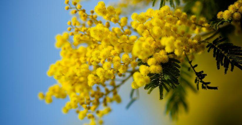 Balade au milieu des mimosas au Parc de la Vernède à Mandelieu-la-Napoule