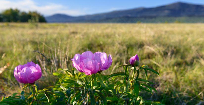 randonnée pivoines à Gréolières les neiges Randonnée des pivoines à Gréolières-les-neiges