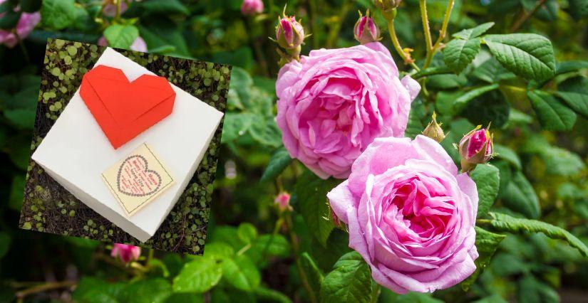 Crée un cadeau à la rose pour la Fête des Mères au Mas de l'Olivine
