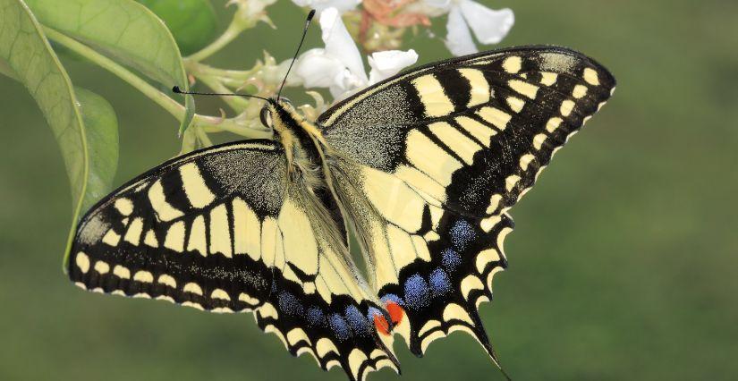 Le Jardin des Papillons dans le Parc Aoubré