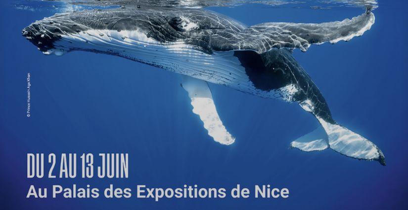 La Baleine à Nice : une exposition Immersive Gratuite pour toute la famille du 2 au 13 Juin 2025 La Baleine à Nice : une exposition Immersive Gratuite pour toute la famille du 2 au 13 Juin 2025