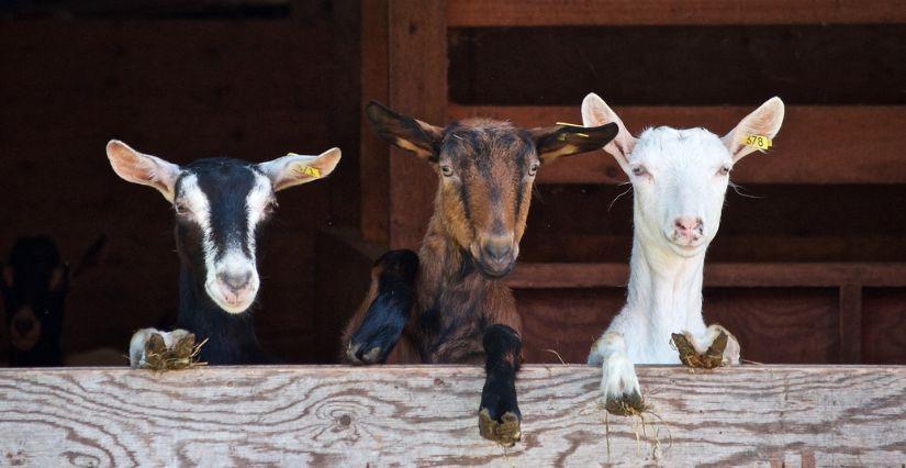 Journée découverte à la Ferme de St Cézaire sur Siagne