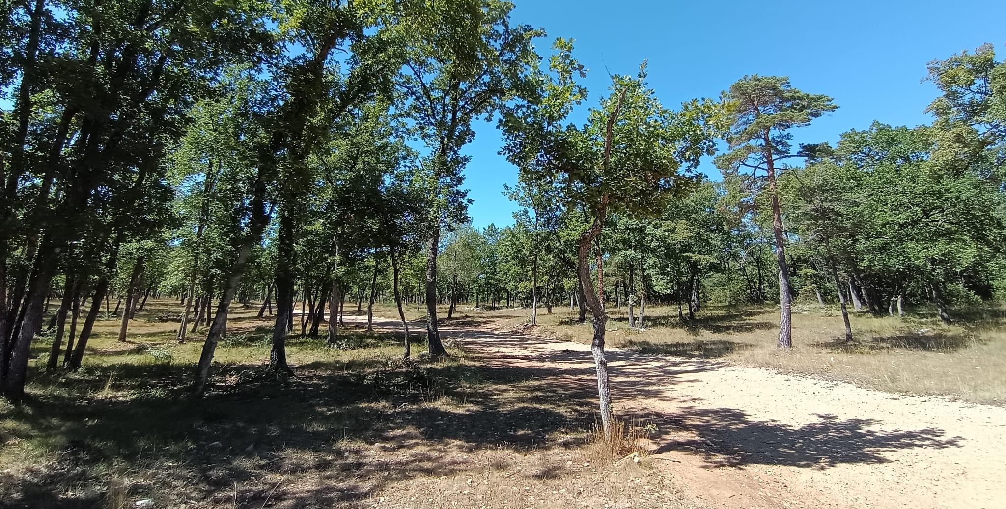 Forêt du Defens Montauroux La Forêt du Défens à Montauroux : une balade nature en famille