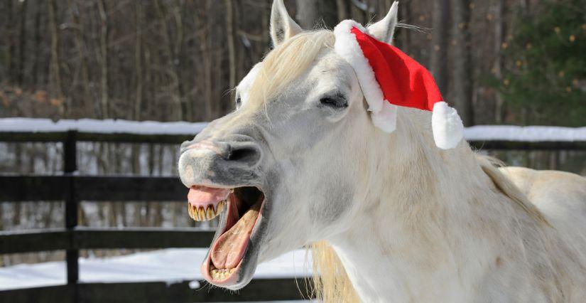 Stages d’équitation de Noël aux Écuries des Veys
