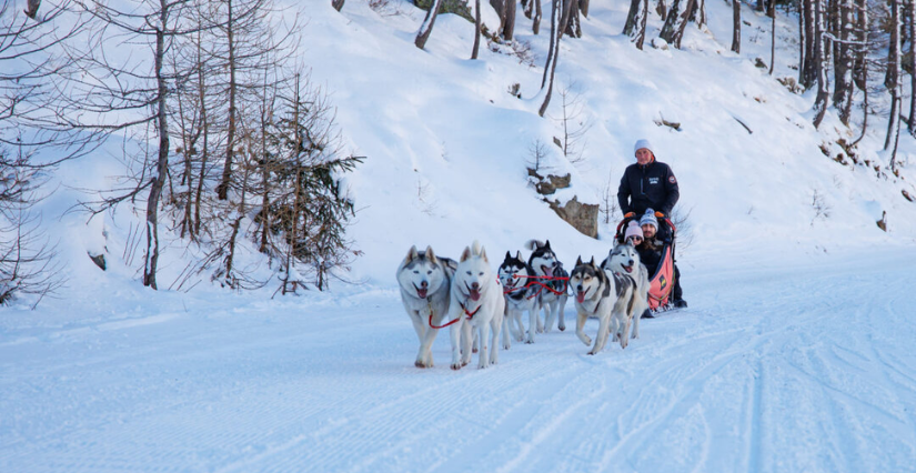 Le traineau des loups blancs : balade en chiens de traîneaux à Isola 2000