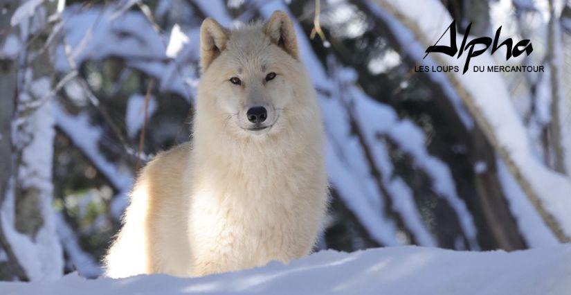 Parc Alpha Saint Martin Vésubie Découvrez les loups du Parc Alpha au cœur de la montagne