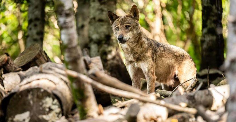 Les animations des vacances au Parc Alpha