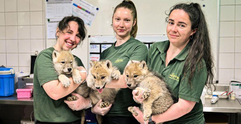 DÉCOUVREZ LES NOUVEAUX BÉBÉS DU PARC ALPHA À SAINT-MARTIN-VESUBIE Carnet rose au Parc Alpha !