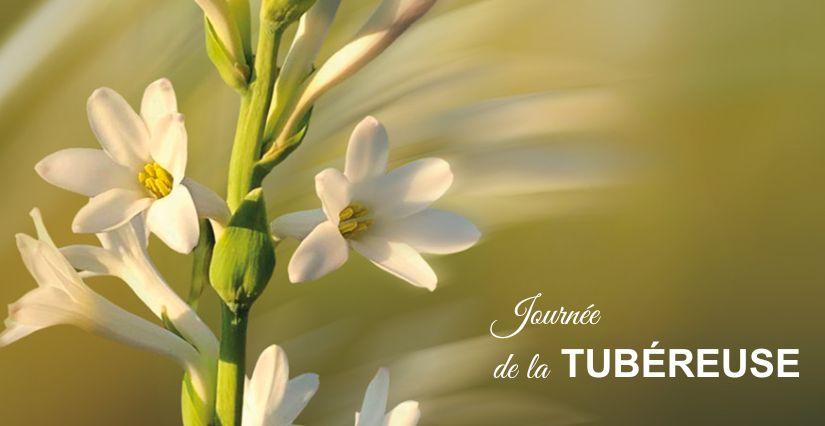 Journée de la Tubéreuse à Grasse : une fête parfumée à vivre en famille