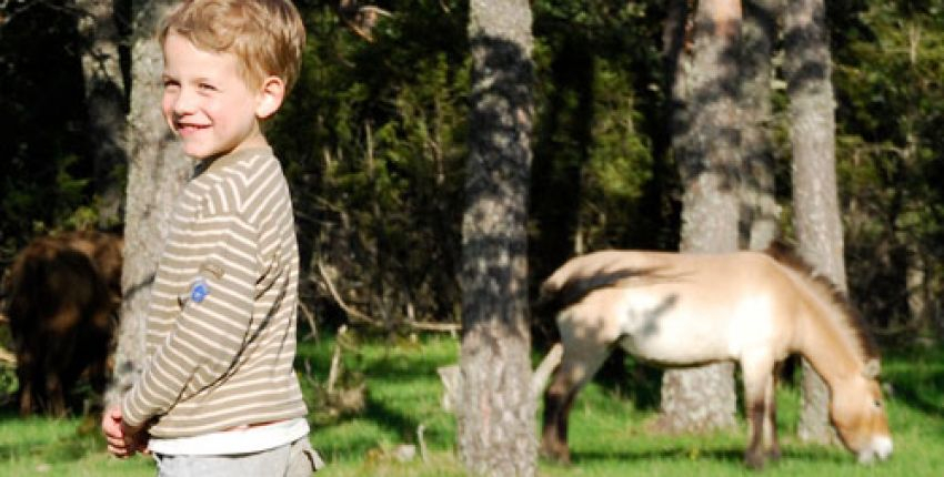 Un safari en calèche, à pied dans le Haut Pays Grassois !