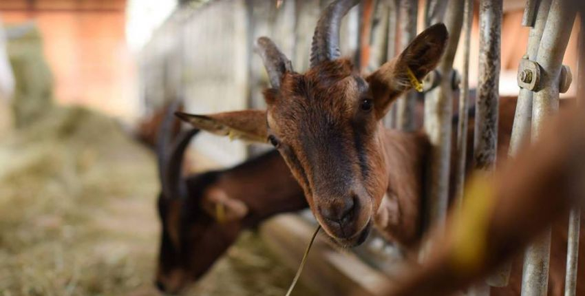 La chèvrerie de Valbonne, une sortie câline et gourmande