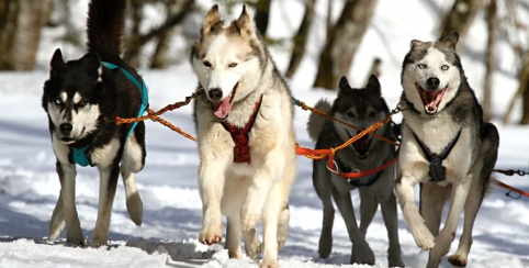 Balade en chiens de traineau à Auron et Isola