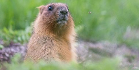 La balade des marmottes à Gréolières-les-Neige