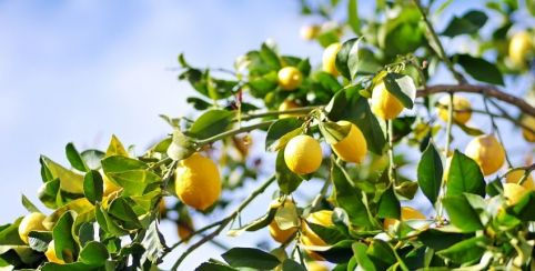 Randonnée du citron, en famille à Menton