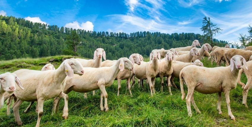 Les transhumances et fêtes à la campagne sur la Côte d'Azur