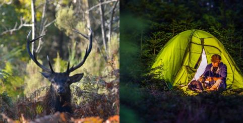 bivouac brame du cerf Mercantour Bivouac au son du brame du cerf // En famille | Mercantour