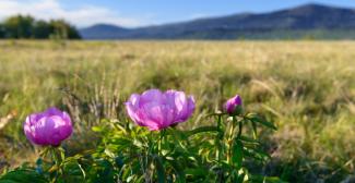 Randonnée des pivoines à Gréolières-les-neiges