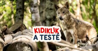 Que faire en famille à Saint-Martin-Vésubie ? Kidiklik a testé le Parc Alpha et la grimpe ludique du Vesubia Mountain Park