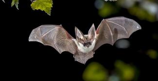 Nuit de la Chauve-souris 2025 dans les Alpes-Maritimes et le Var : dates, lieux et animations pour les familles