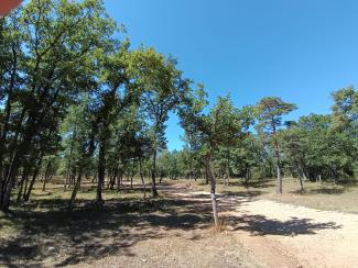 La Forêt du Défens à Montauroux : une balade nature en famille