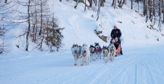 Le traineau des loups blancs : balade en chiens de traîneaux à Isola 2000 Le traineau des loups blancs : balade en chiens de traîneaux à Isola 2000