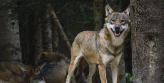 Rencontre avec les loups au Parc Alpha !